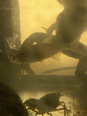 Notemigonus crysoleucas