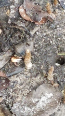 Minuca longisignalis