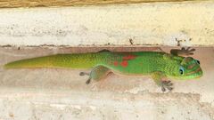 Phelsuma laticauda