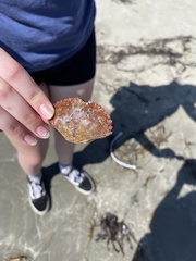 Metacarcinus anthonyi