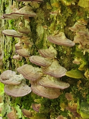 Trichaptum biforme