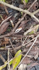 Minuca longisignalis