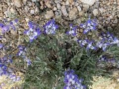 Lupinus breweri
