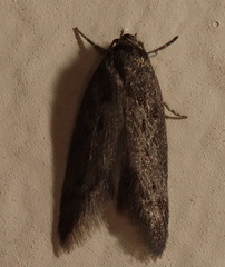 Artiastis stenopolia