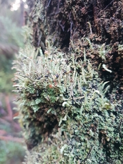 Cladonia floerkeana