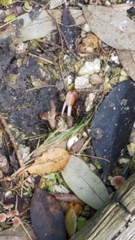 Minuca longisignalis