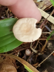 Mycetinis scorodonius