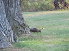 Sciurus carolinensis