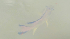 Sarotherodon melanotheron