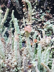 Cladonia floerkeana