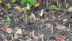 Minuca longisignalis