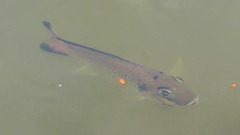 Sarotherodon melanotheron