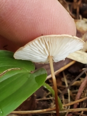 Mycetinis scorodonius