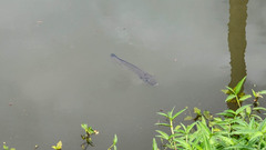 Sarotherodon melanotheron