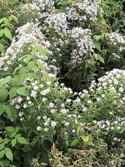Symphyotrichum firmum