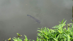 Sarotherodon melanotheron