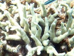 Porites cylindrica