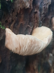 Crepidotus nephrodes