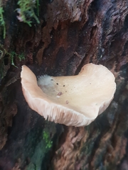 Crepidotus nephrodes