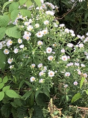 Symphyotrichum firmum
