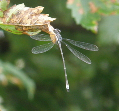 Lestes