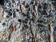 Lecidella elaeochroma