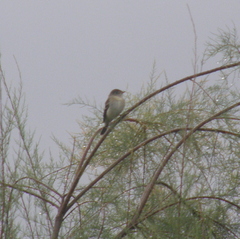 Empidonax