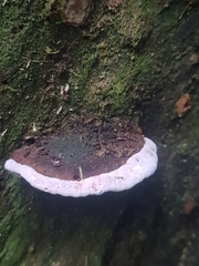 Ganoderma australe