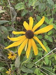 Rudbeckia