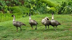 Branta sandvicensis