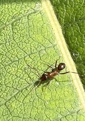 Formica pallidefulva