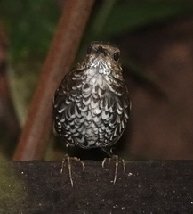 Pnoepyga pusilla