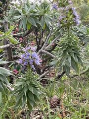 Echium candicans