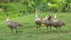 Branta sandvicensis
