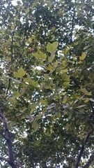 Platanus × hispanica