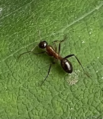 Formica pallidefulva