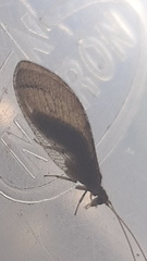 Nusalala tessellata