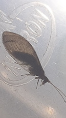 Nusalala tessellata