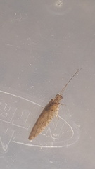 Nusalala tessellata