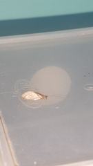 Nusalala tessellata