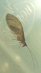 Nusalala tessellata