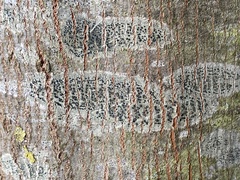 Lecidella elaeochroma