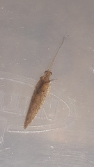 Nusalala tessellata