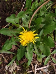 Taraxacum