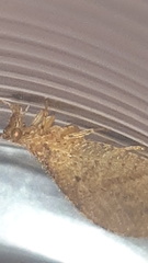 Nusalala tessellata