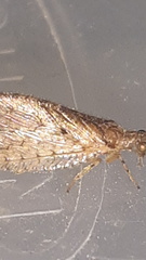 Nusalala tessellata