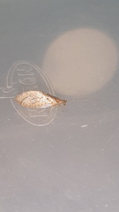 Nusalala tessellata