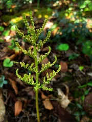 Sceptridium biternatum