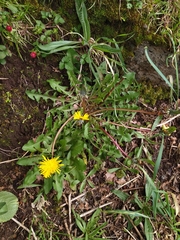 Taraxacum