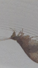 Nusalala tessellata